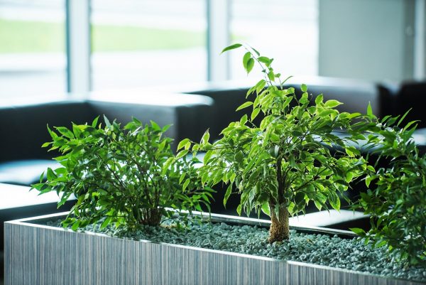 צמחים למשרד