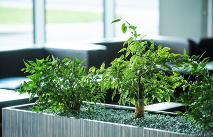 צמחים למשרד – לא מה שחשבתם